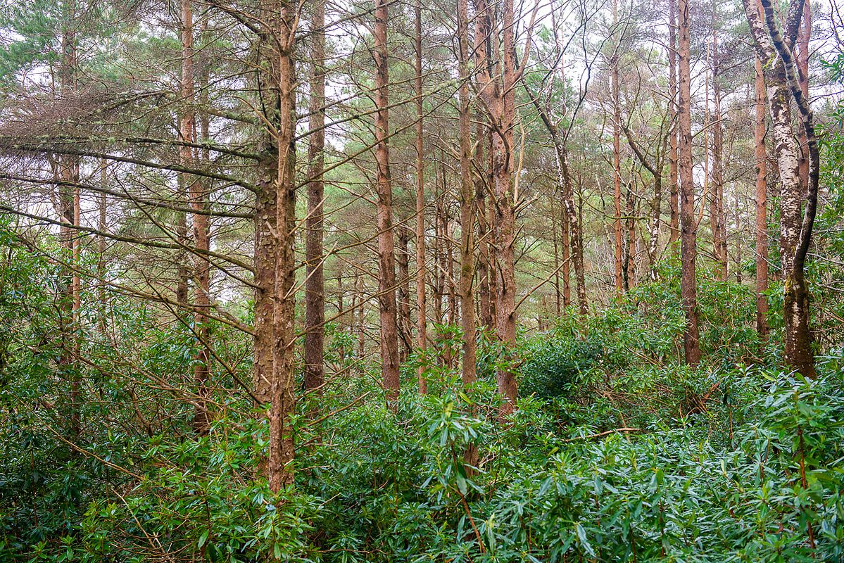 Photograph 11