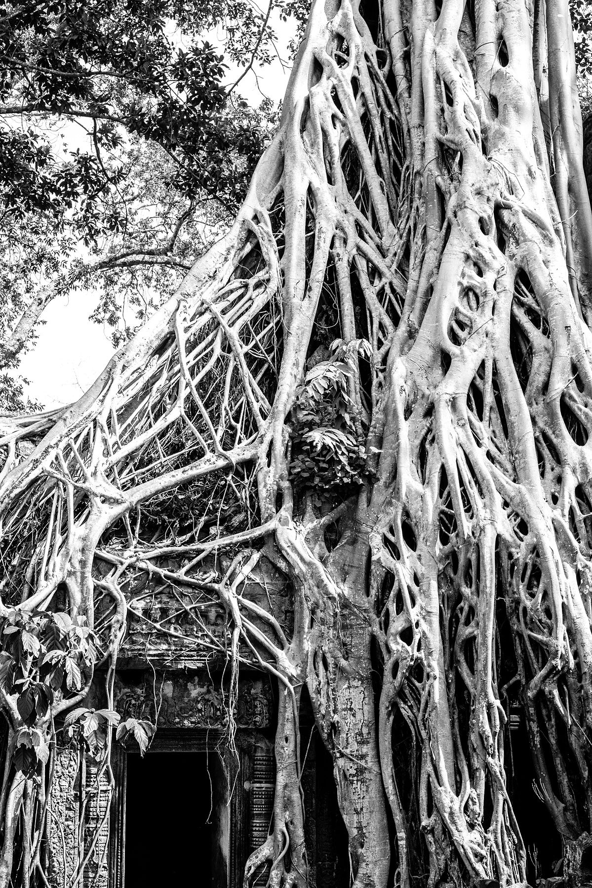 Photograph 54